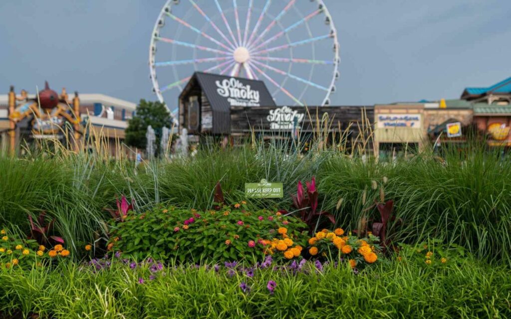 Flower at Island at Pigeon Forge