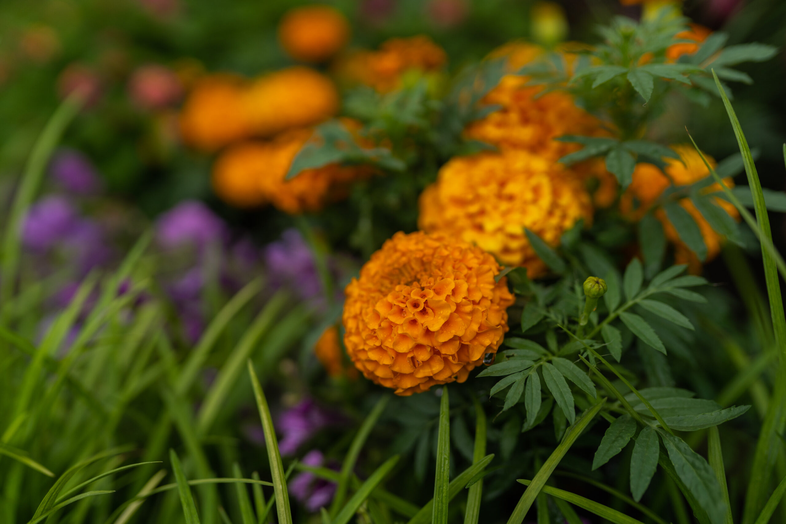 marigolds