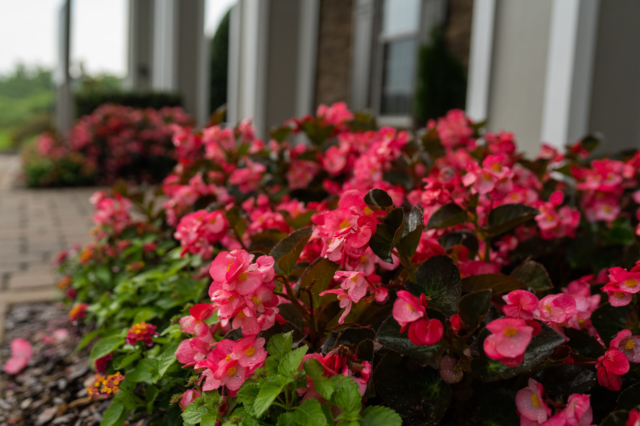 pink flower bushes